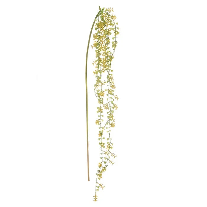 Asparagus