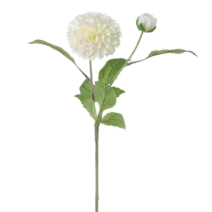 Dahlia