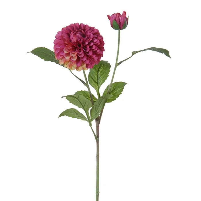 Dahlia