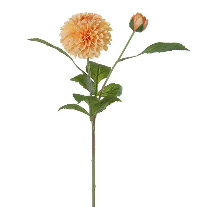 Dahlia