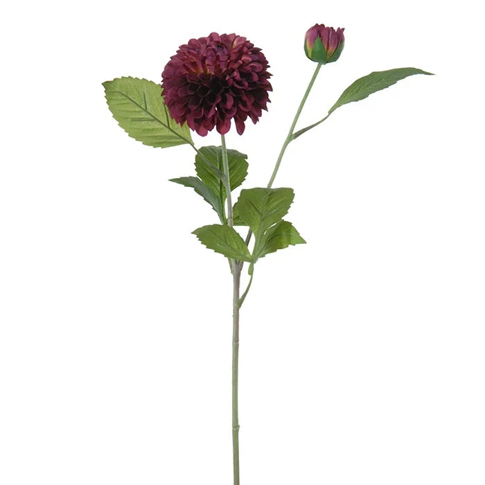 Dahlia