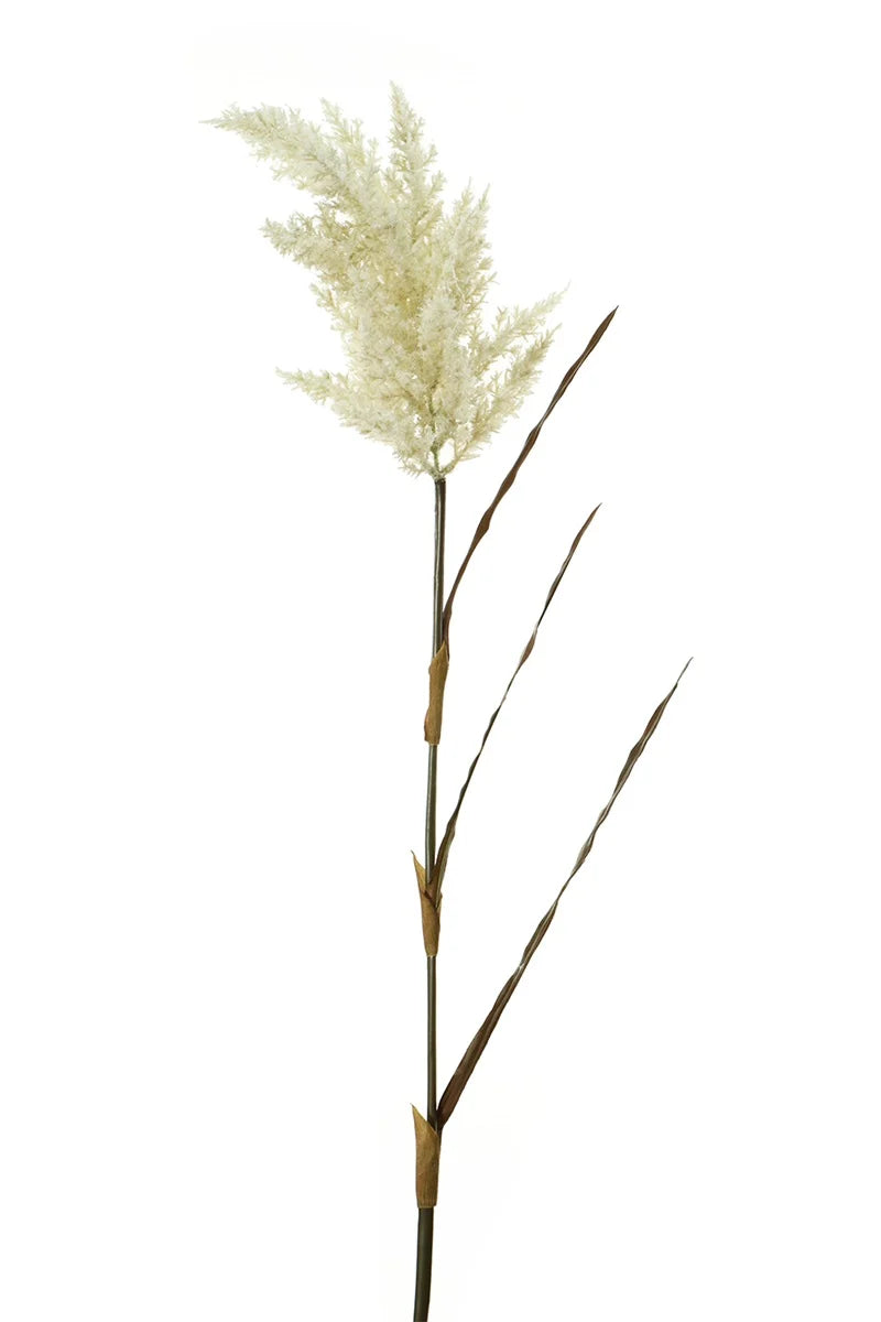 Herbes des pampas