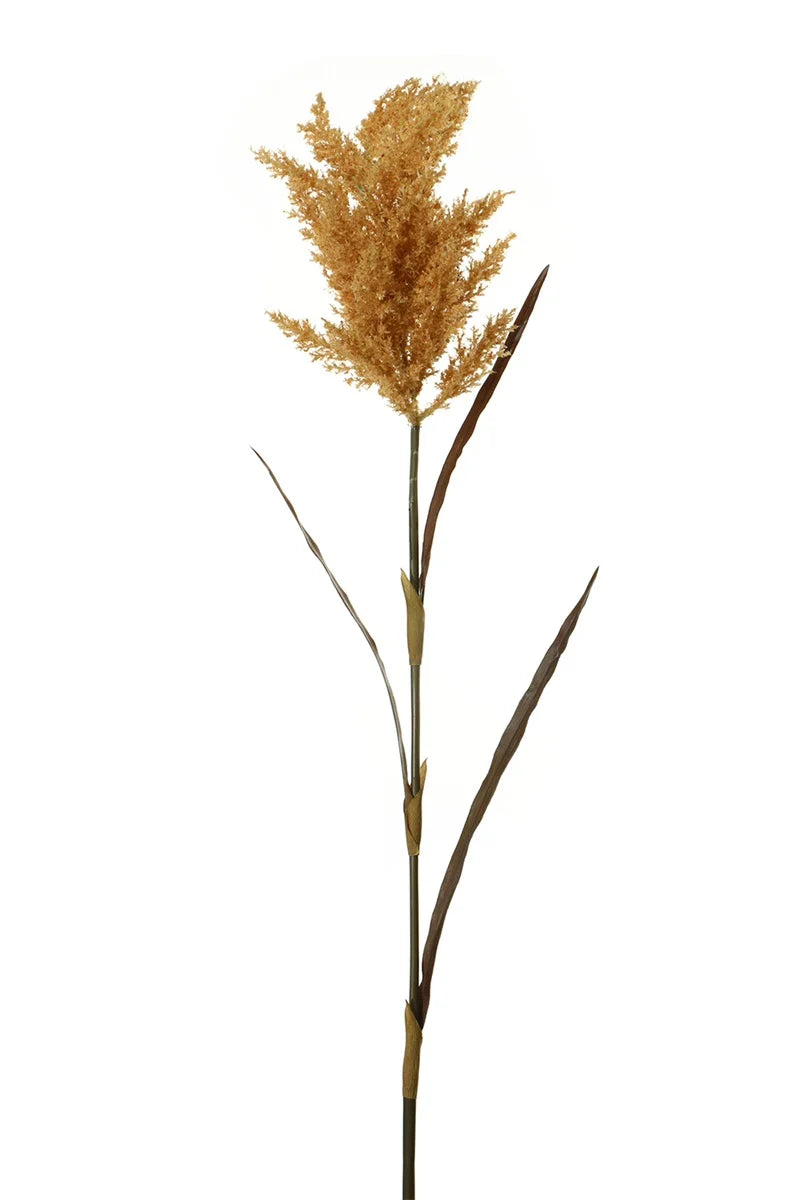 Herbes des pampas