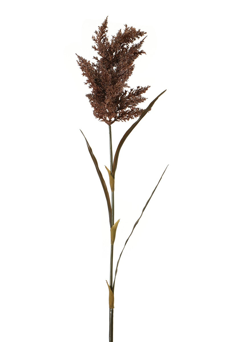 Herbes des pampas