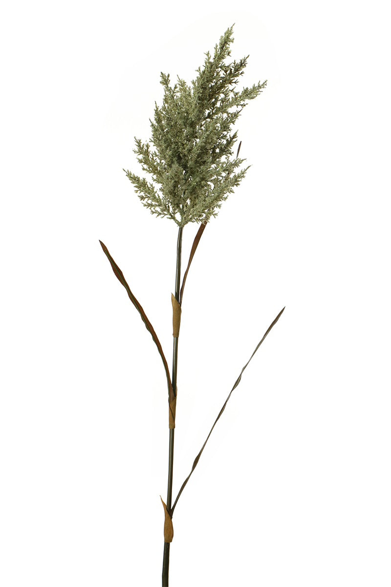 Herbes des pampas