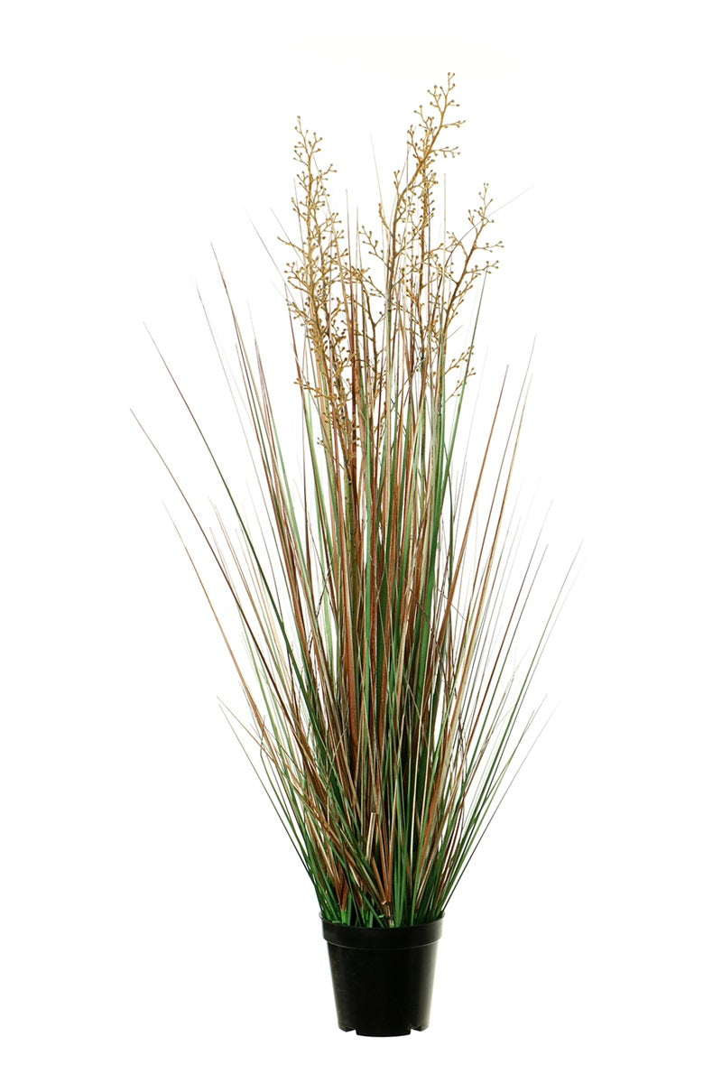 Graminées - pot