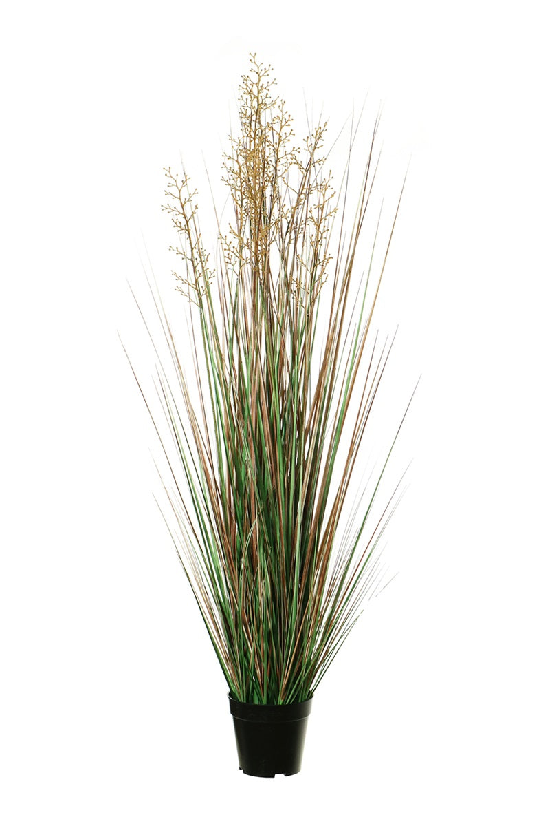 Graminées - pot