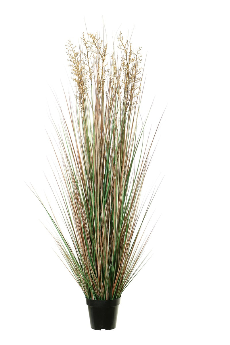 Graminées - pot