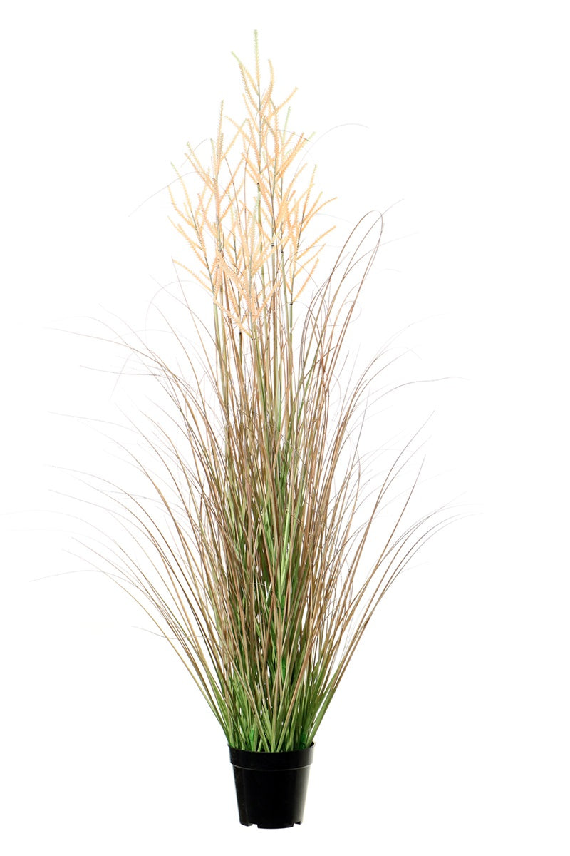 Plumes graminées