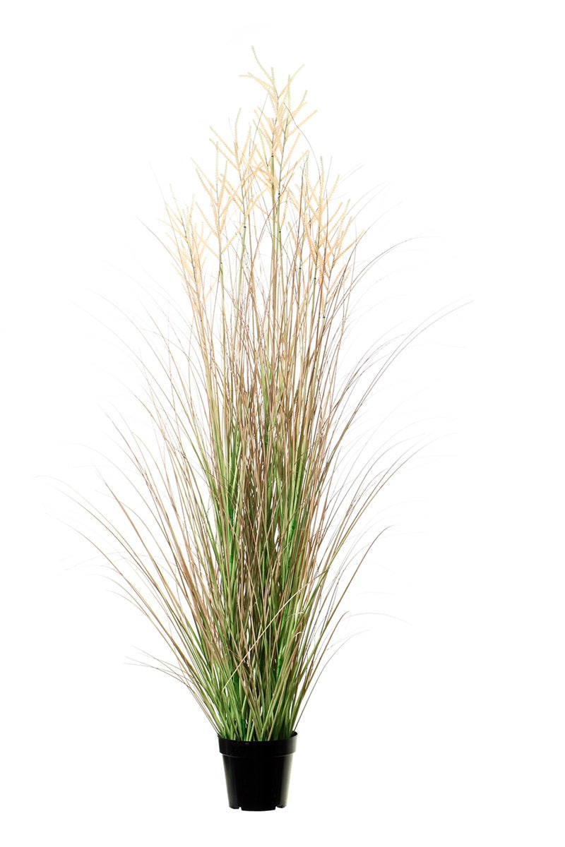 Plumes graminées