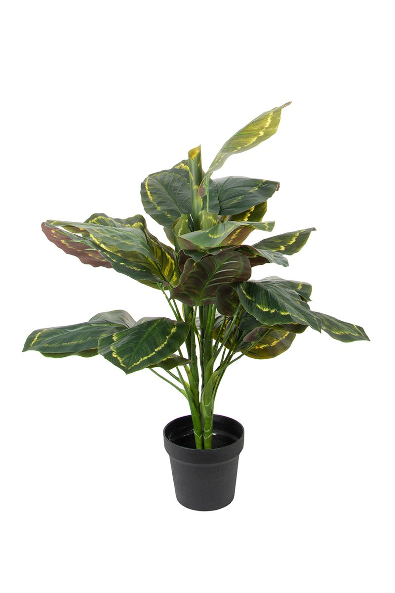 Calathea