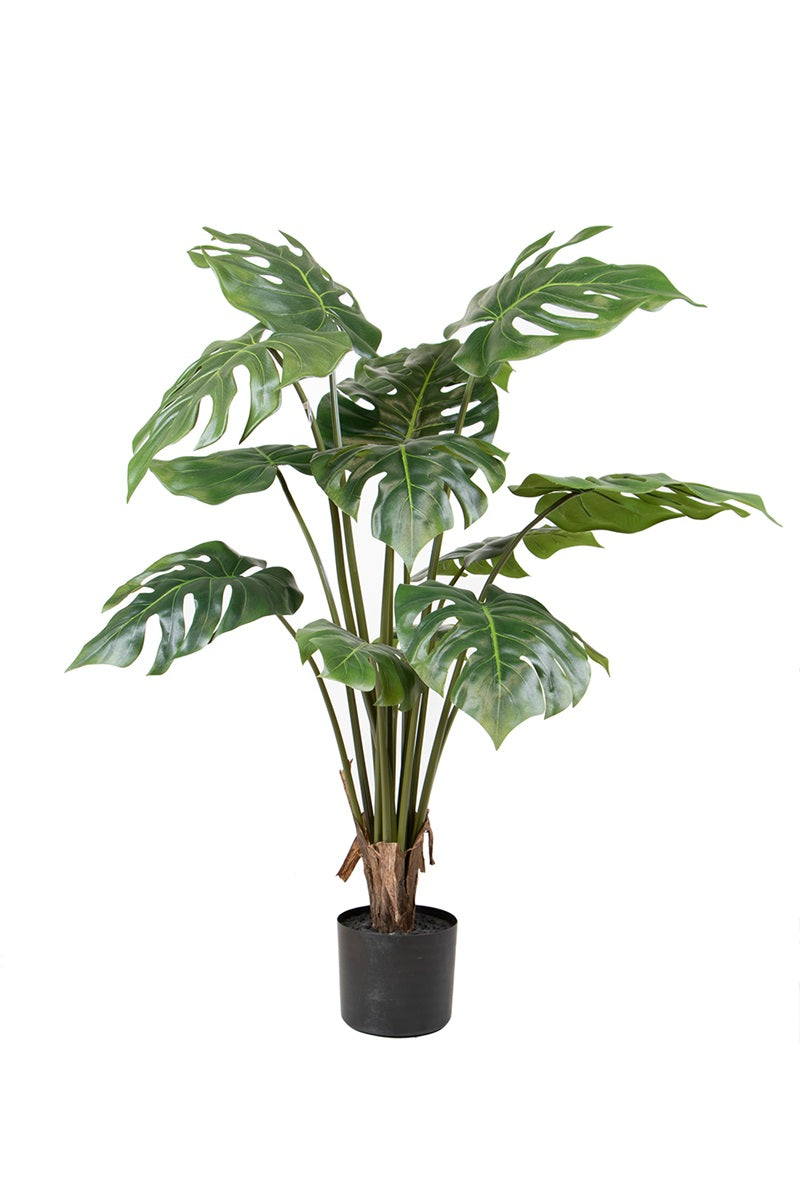 Philodendron split