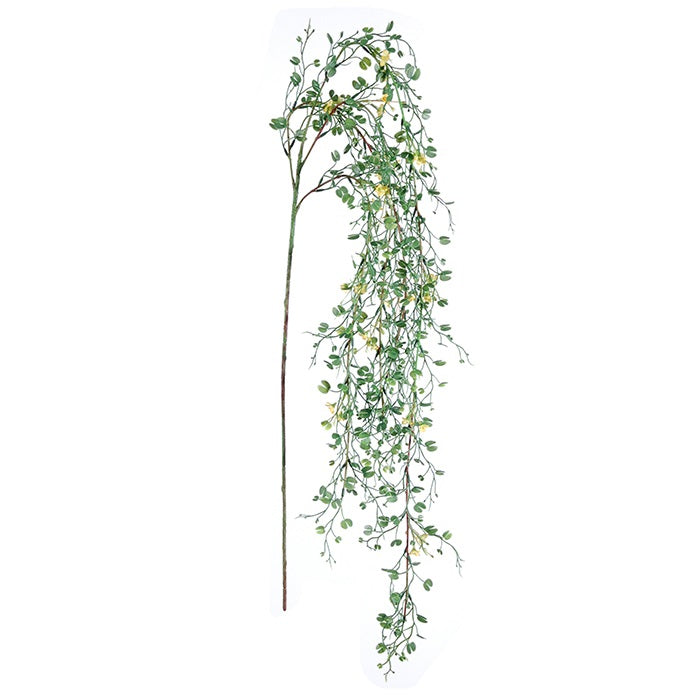 Branche Bauhinia