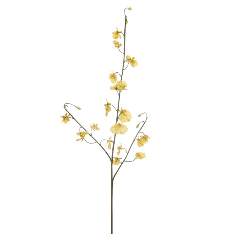 Orchidee - branche