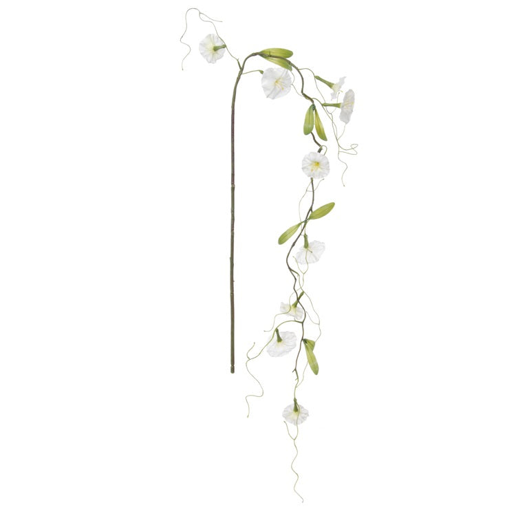Petunia - branche