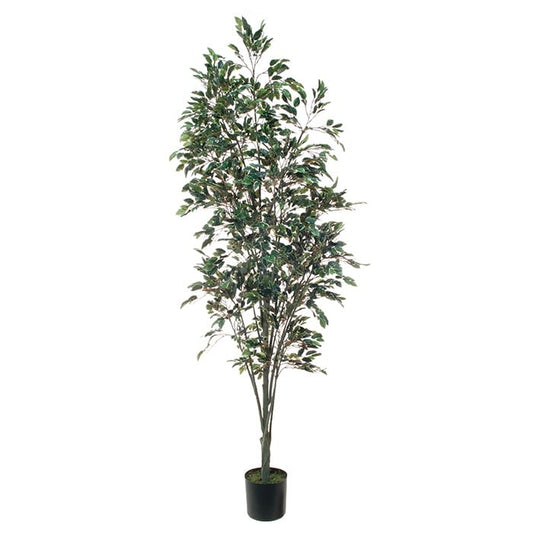 Ficus