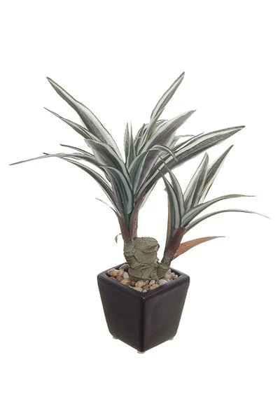 Dracaena