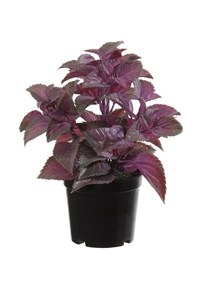 Menthe