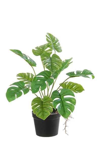 Philodendron Split
