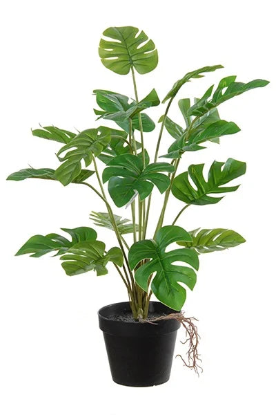 Philodendron Split