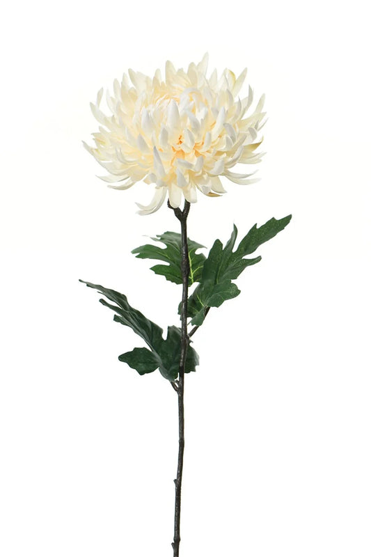 Fleur unique - Chrysanthème