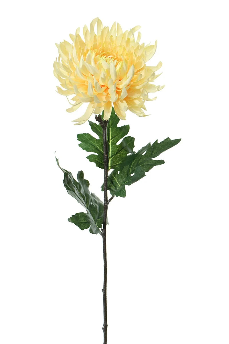 Fleur unique - Chrysanthème