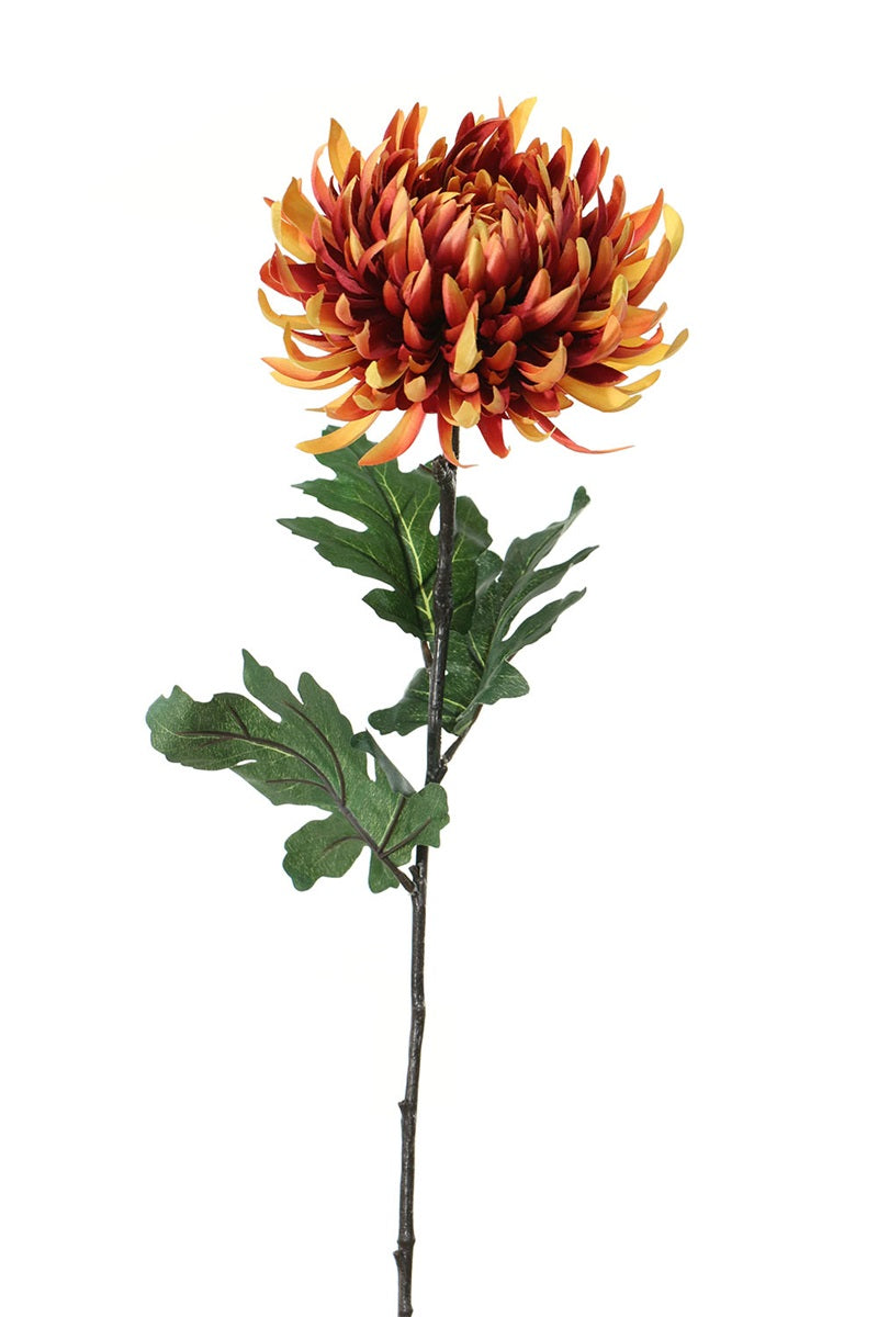 Fleur unique - Chrysanthème