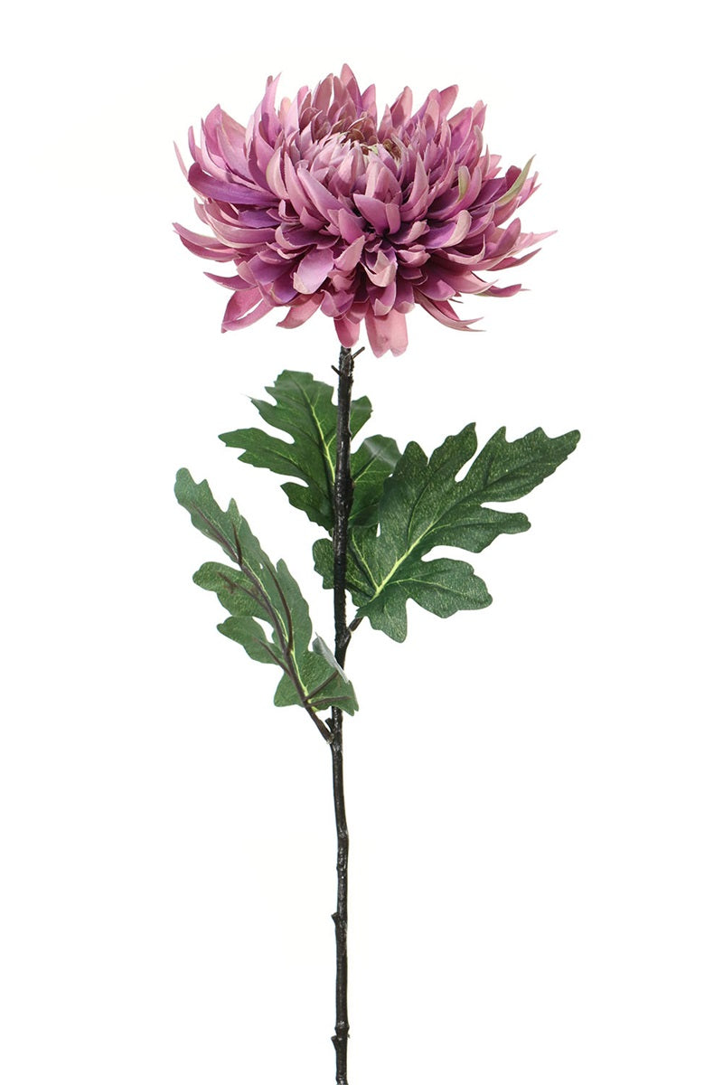 Fleur unique - Chrysanthème