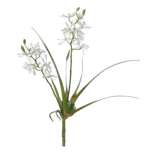 Cattleya