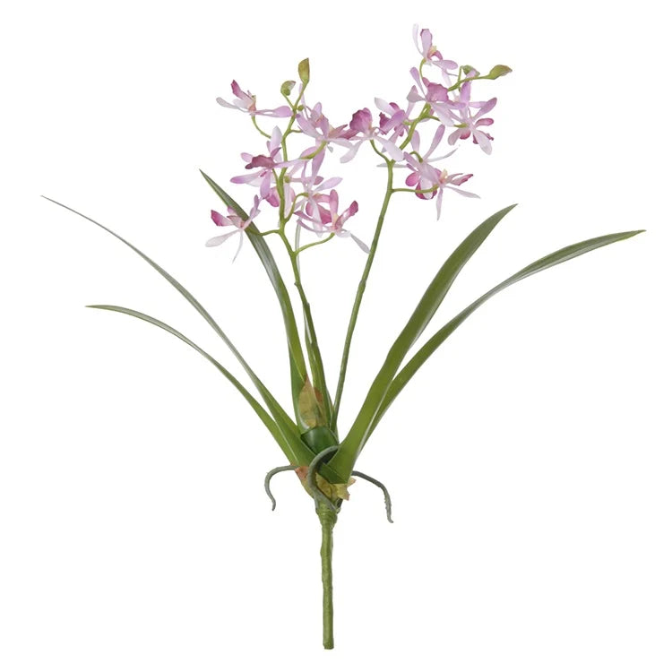 Cattleya