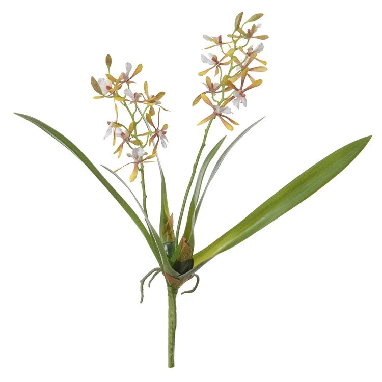 Cattleya