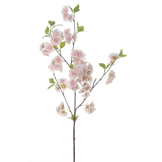 Cerisier branche