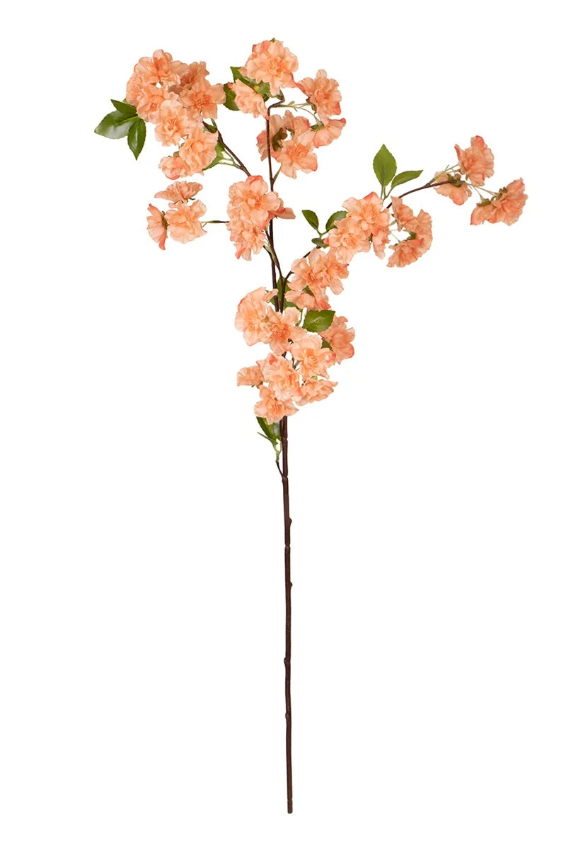 Cerisier branche