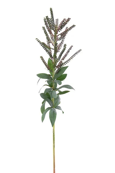 Pieris Japonica