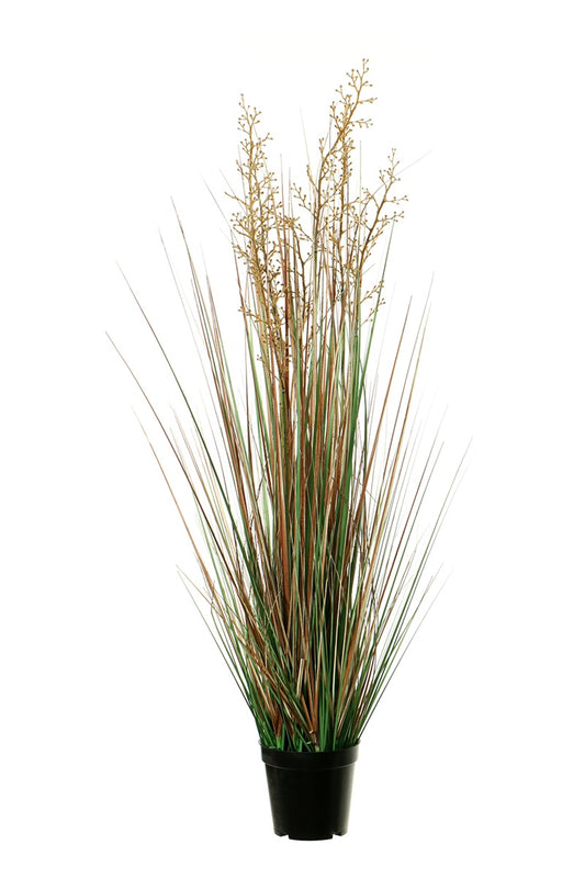 Graminées - pot
