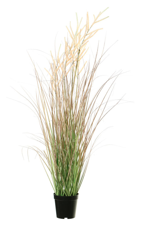 Plumes graminées