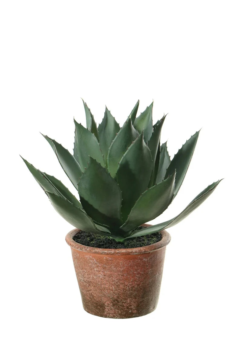 Agave