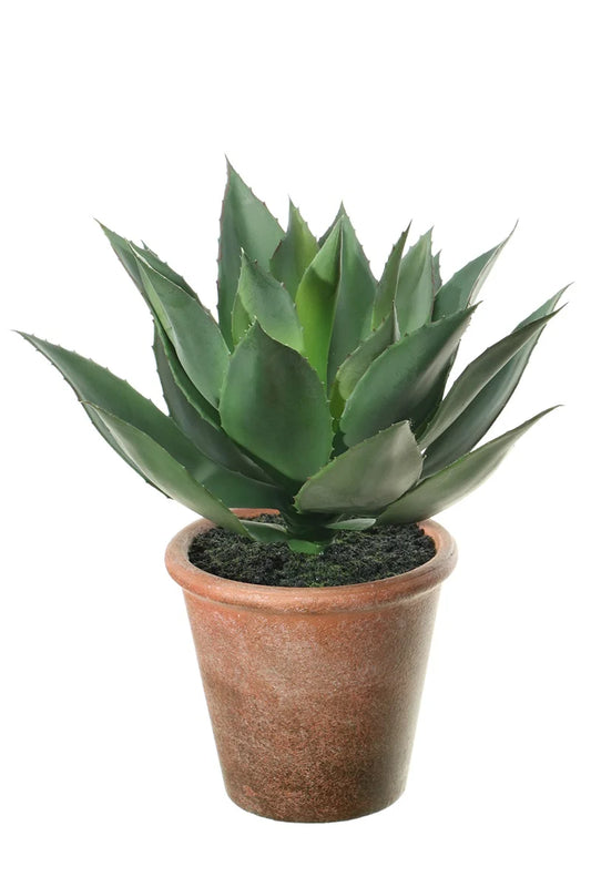 Agave