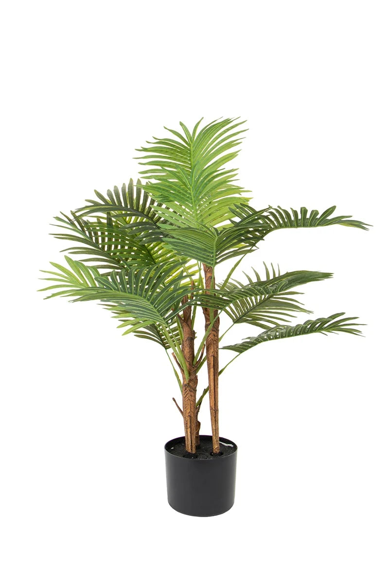 Palmier Areca