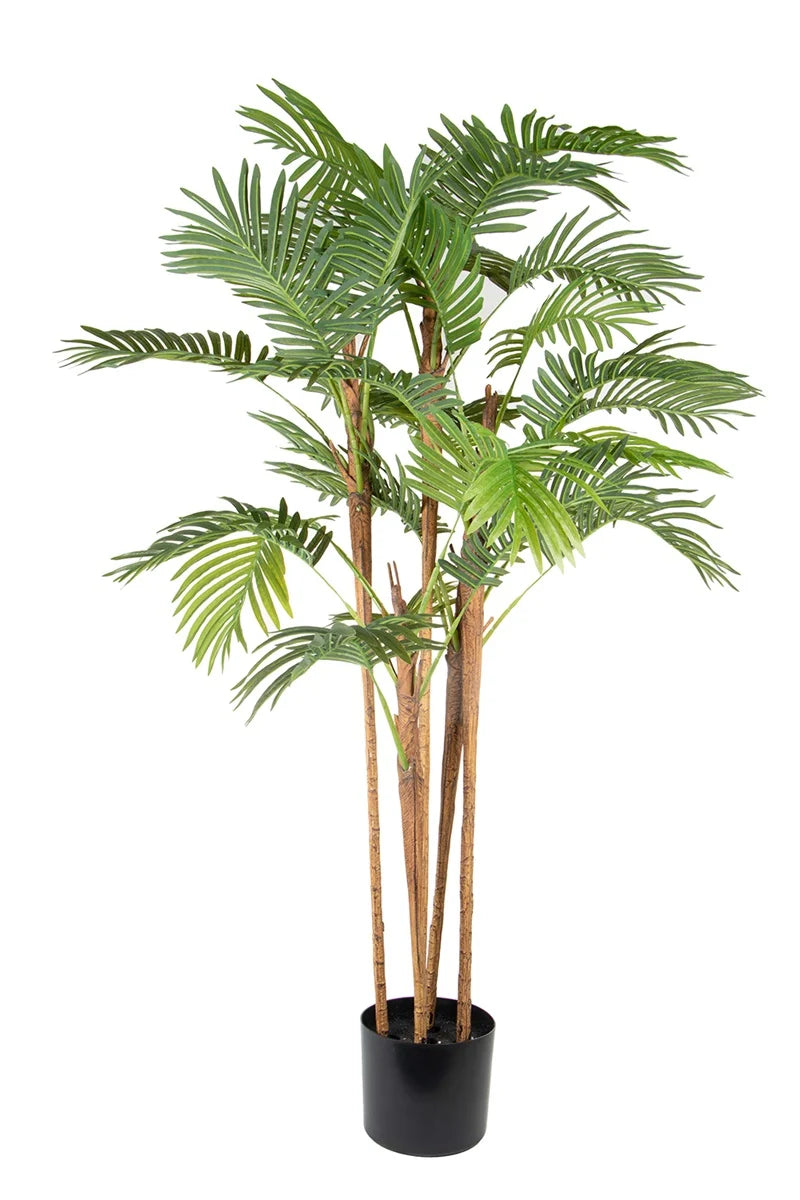 Palmier Areca