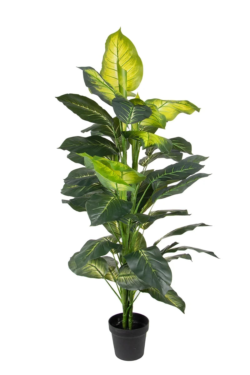 Dieffenbachia