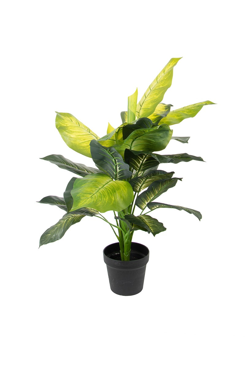Dieffenbachia