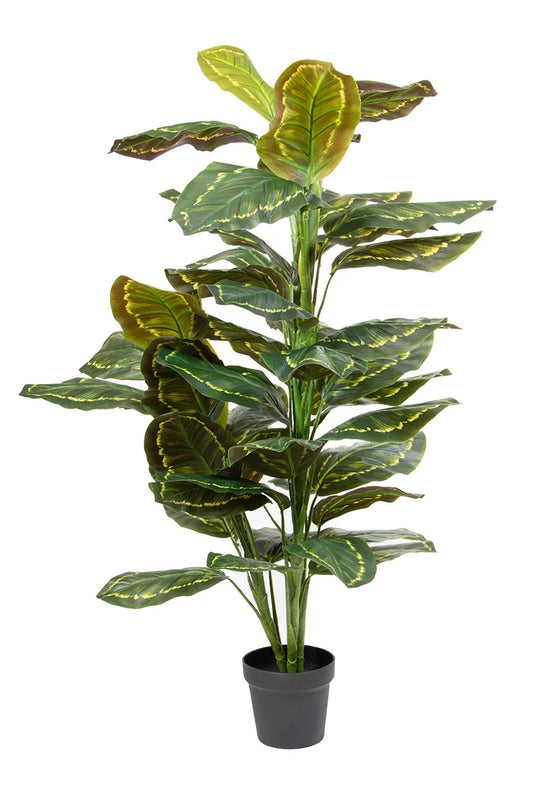 Calathea