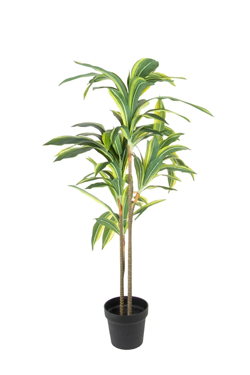 Dracaena fragrans