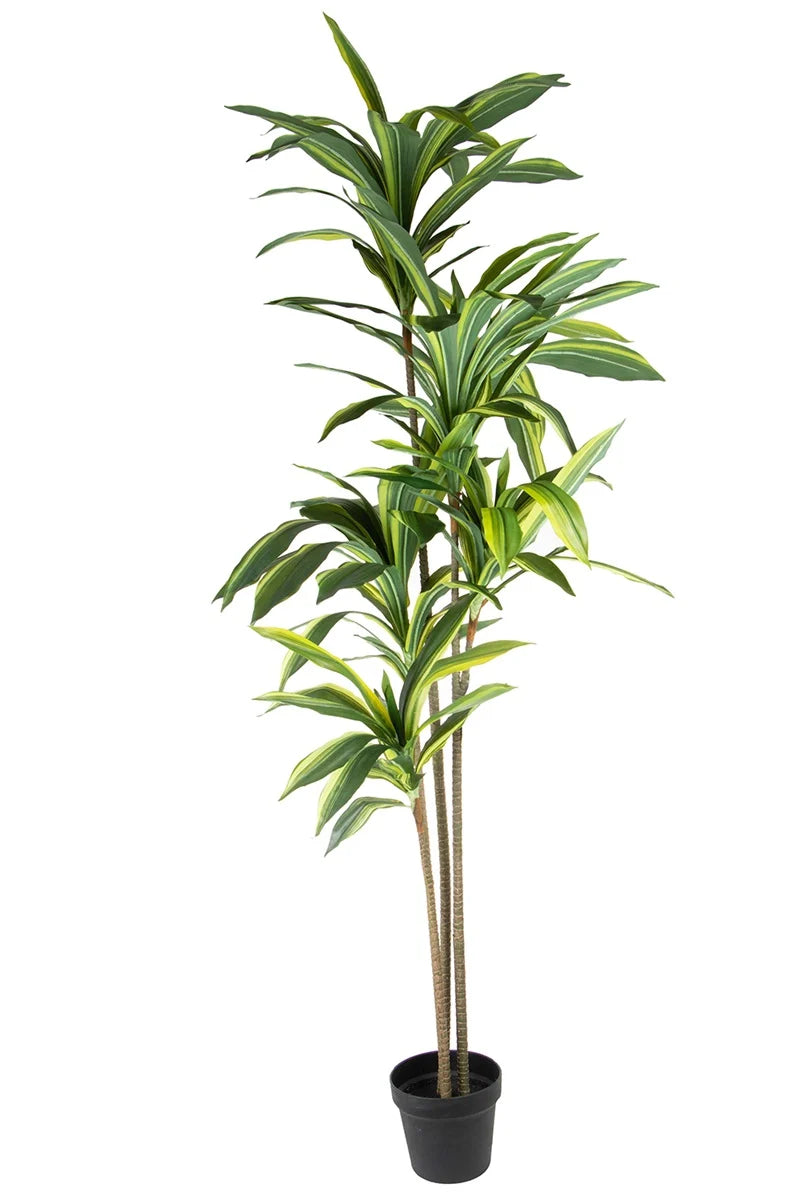 Dracaena fragrans