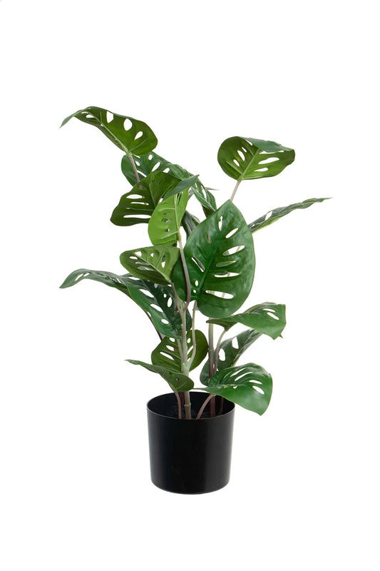 Philodendron Split - 50 cm