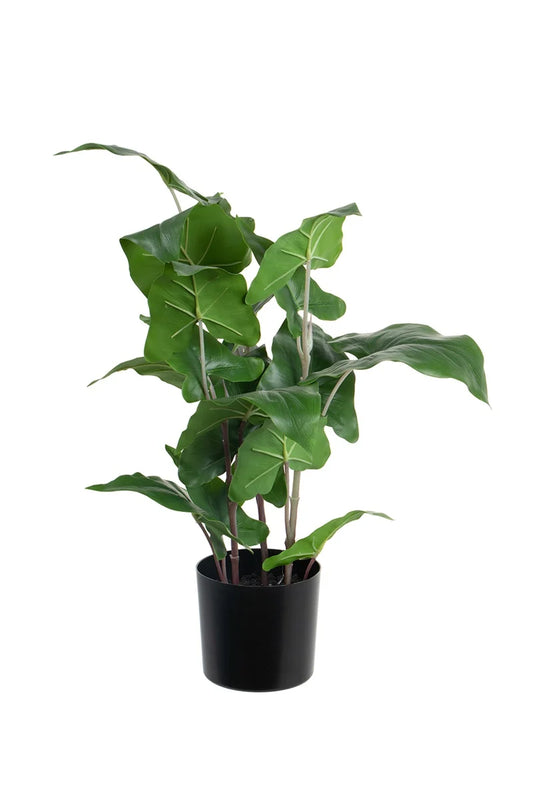 Philodendron - 50 cm