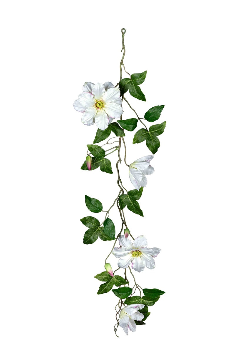 Clematis