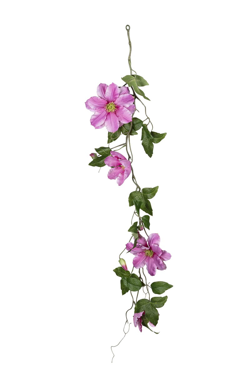 Clematis