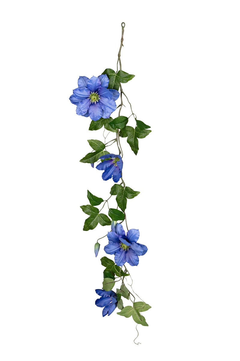 Clematis